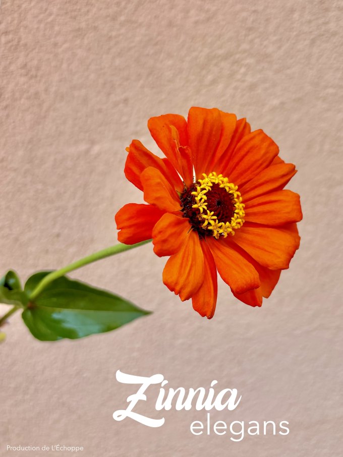 Fleurs de Juillet photo 5